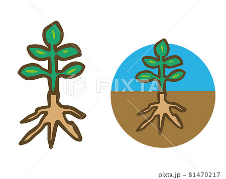 植物と根のシンプルなイラストのイラスト素材