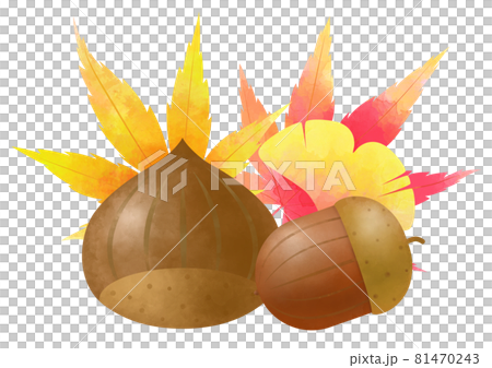 秋、栗、橡子和彩葉水彩風格 秋、栗、橡子和彩葉水彩風格 81470243