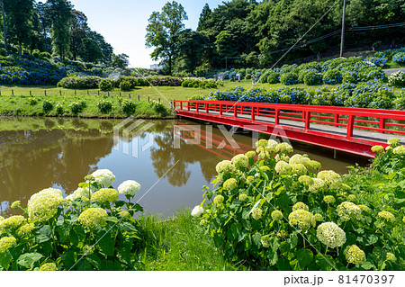 三重県津市 かざはやの里の白い紫陽花 アナベルの咲く池の周り 三重県津市 かざはやの里の白い紫陽花 アナベルの咲く池の周り 81470397