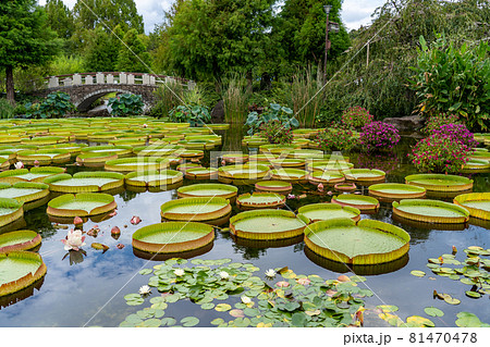 滋賀県草津市 水生植物公園みずの森のウォーターガーデン花影の池 滋賀県草津市 水生植物公園みずの森のウォーターガーデン花影の池 81470478
