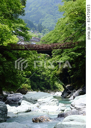新緑の祖谷のかずら橋 81470855