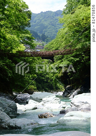 新緑の祖谷のかずら橋 81470856