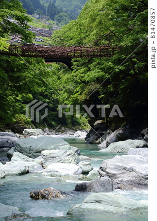 新緑の祖谷のかずら橋 81470857