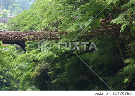 新緑の祖谷のかずら橋 81470860
