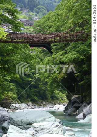 新緑の祖谷のかずら橋 81470861