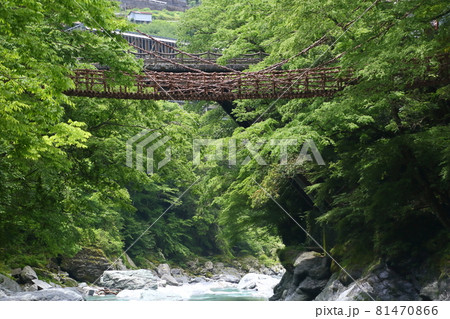 新緑の祖谷のかずら橋 新緑の祖谷のかずら橋 81470866