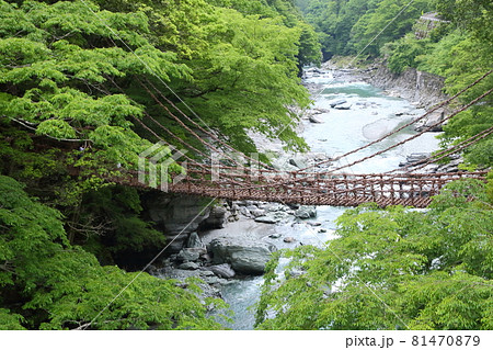 新緑の祖谷のかずら橋 81470879