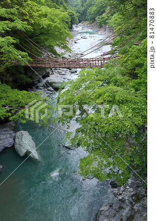 新緑の祖谷のかずら橋 新緑の祖谷のかずら橋 81470883