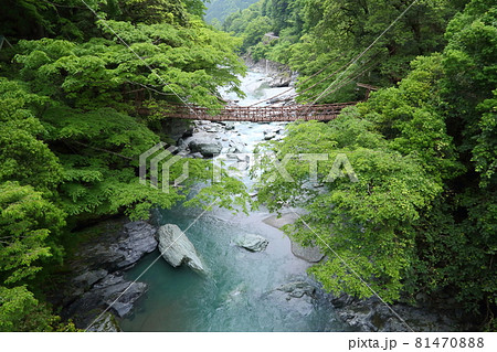 新緑の祖谷のかずら橋 81470888
