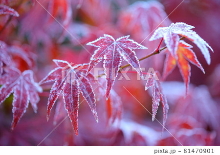 霜紅葉 霜紅葉 81470901