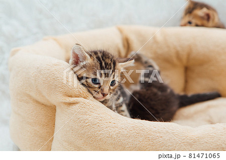Closee-up little bengal kitten on the cat's pillow 81471065