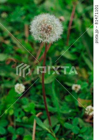 Air dandelions on a field of dandelions. 81471101