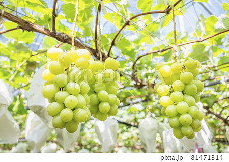 シャインマスカット　ぶどう狩り　葡萄 81471314
