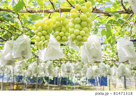 シャインマスカット ぶどう狩り 葡萄 シャインマスカット ぶどう狩り 葡萄 81471318