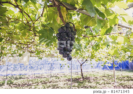 ぶどう ぶどう狩り 葡萄 ぶどう ぶどう狩り 葡萄 81471345