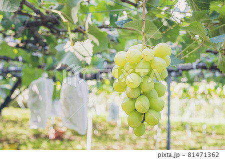 シャインマスカット　ぶどう狩り　葡萄 81471362