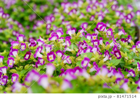 華やかなトレニアの花壇3の写真素材 華やかなトレニアの花壇3の写真素材