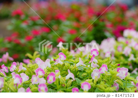 華やかなトレニアの花壇12 81471523