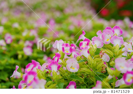 華やかなトレニアの花壇18 華やかなトレニアの花壇18 81471529