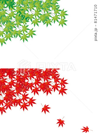 夏の青モミジと秋の紅葉した赤モミジのベクターイラストのイラスト素材