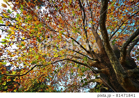 巨大な広葉樹の鮮やかな紅葉 プラタナス(アメリカスズカケノキ) 巨大な広葉樹の鮮やかな紅葉 プラタナス(アメリカスズカケノキ) 81471841