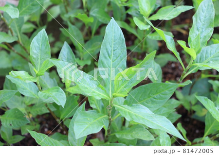 藍の生葉染め用の葉っぱを収穫 81472005