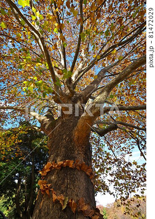 世田谷名木百選 アメリカスズカケノキの紅葉 砧公園 世田谷名木百選 アメリカスズカケノキの紅葉 砧公園 81472029