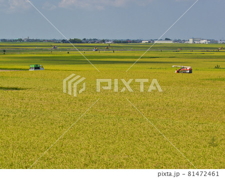 実った稲穂と稲刈り風景 実った稲穂と稲刈り風景 81472461