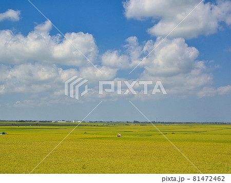 実った稲穂と稲刈り風景 81472462