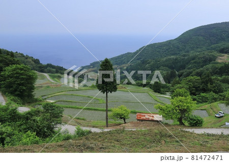 新潟 佐渡 岩首昇竜棚田 新潟 佐渡 岩首昇竜棚田 81472471