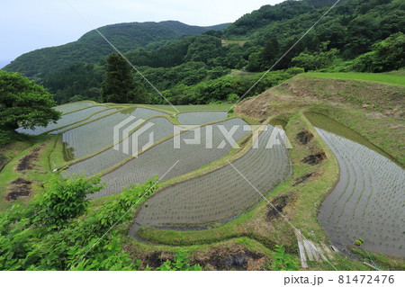 新潟 佐渡 岩首昇竜棚田 新潟 佐渡 岩首昇竜棚田 81472476