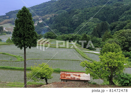 新潟　佐渡　岩首昇竜棚田 81472478