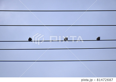 五線譜イメージ（シ・シ・シ）　五線譜イメージ（三羽の小鳥） 81472687