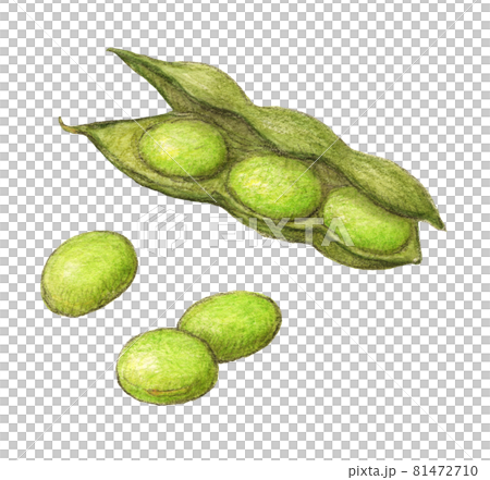 枝豆　手描きアナログイラスト 81472710