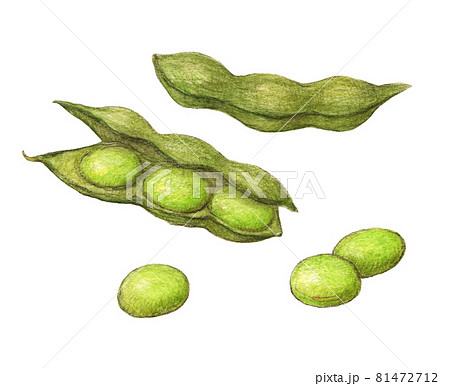 枝豆 手描きアナログイラストのイラスト素材