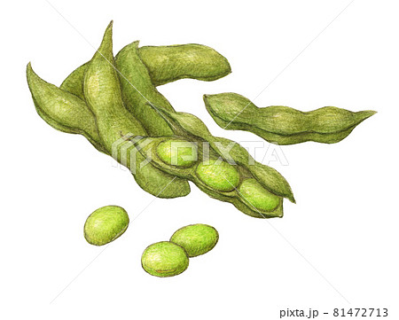 枝豆 手描きアナログイラストのイラスト素材
