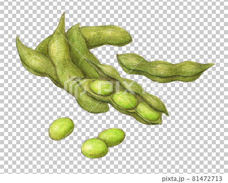 枝豆 手描きアナログイラストのイラスト素材