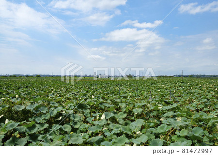 霞ヶ浦湖畔の蓮の田んぼ 81472997