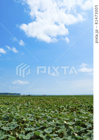 霞ヶ浦湖畔の蓮の田んぼ 霞ヶ浦湖畔の蓮の田んぼ 81473005