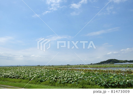 霞ヶ浦湖畔の蓮の田んぼ 81473009