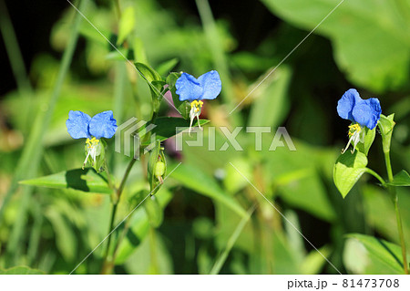 ツユクサの花三輪 福島県只見町 ツユクサの花三輪 福島県只見町 81473708