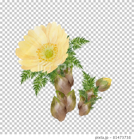 黄色い福寿草の水彩イラストのイラスト素材 [106319553] - PIXTA