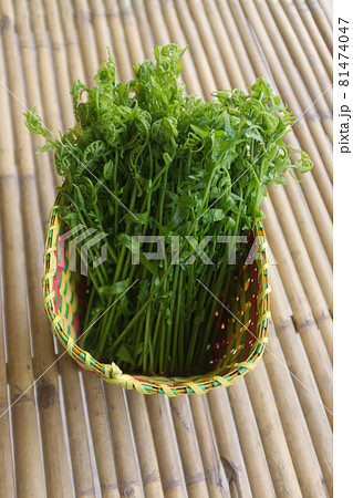 Paco Fern, Small Vegetable fern, Vegetable fern in basket Paco Fern, Small Vegetable fern, Vegetable fern in basket 81474047