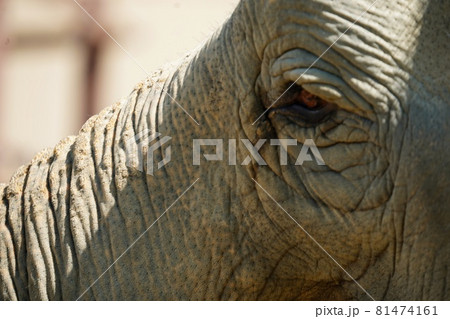 スリランカゾウの顔のクローズアップ スリランカゾウの顔のクローズアップ 81474161