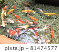 泳ぐ鯉 81474577