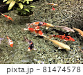 泳ぐ鯉 81474578