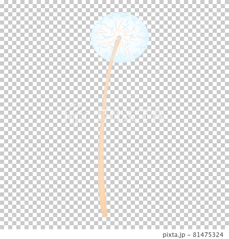 Dandelion fluff (vector illustration of flowers) 81475324