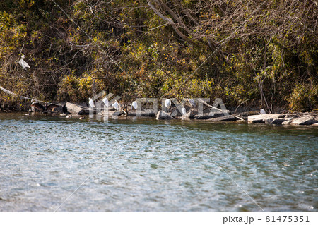 EOS6D.山口県錦帯橋、サギの岸辺。 EOS6D.山口県錦帯橋、サギの岸辺。 81475351