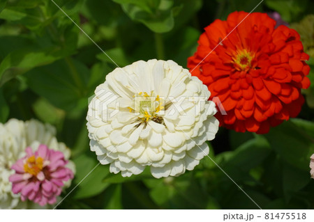 満開のダリア 81475518