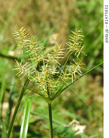 カヤツリグサ科の植物「ハマスゲ」の花 カヤツリグサ科の植物「ハマスゲ」の花 81475632